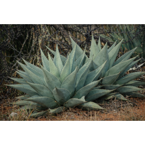 Agáva (Agave) ´HAVARDIANA´ - výška 30-40 cm, Ø 50-60 cm, kont. C50L (-20°C)